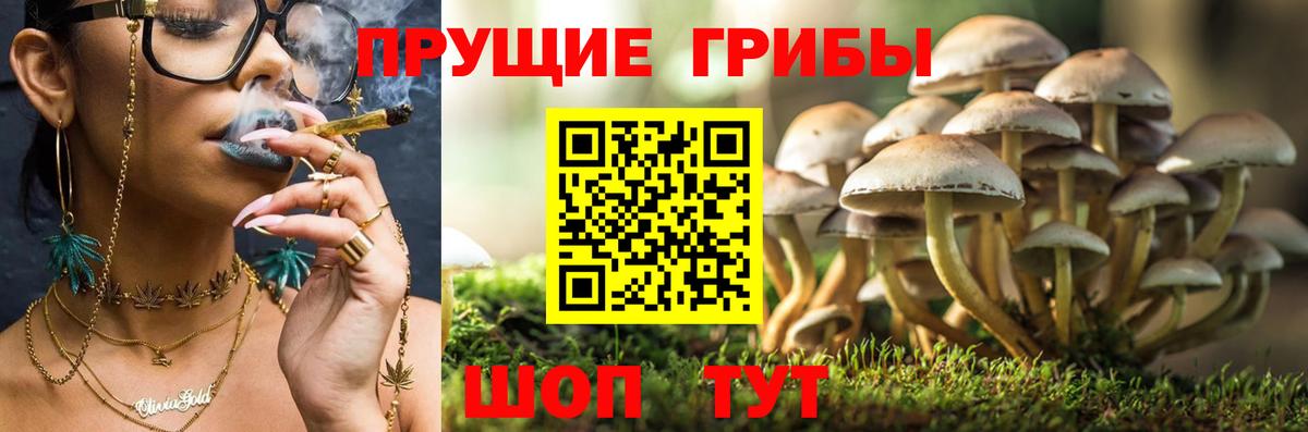 Галлюциногенные грибы Psilocybe Еманжелинск